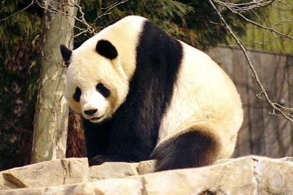 Panda, dts Nachrichtenagentur