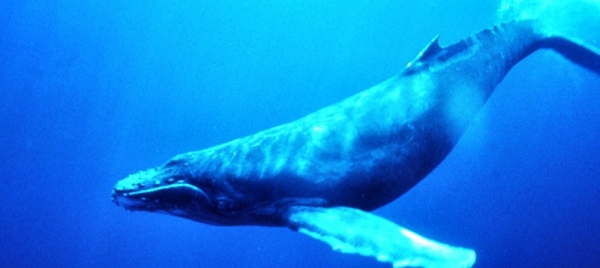 Wal unter Wasser, National Oceanic and Atmospheric Administration, dts Nachrichtenagentur