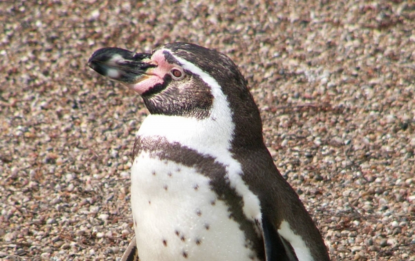 Pinguin, dts Nachrichtenagentur