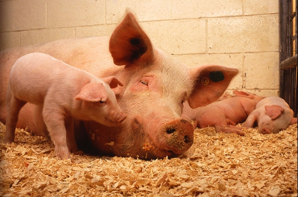 Schweine in Mastbetrieb, dts Nachrichtenagentur