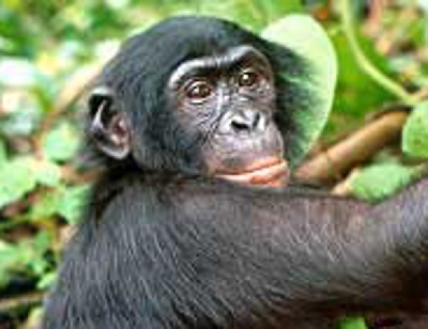 Bonobo, dts Nachrichtenagentur