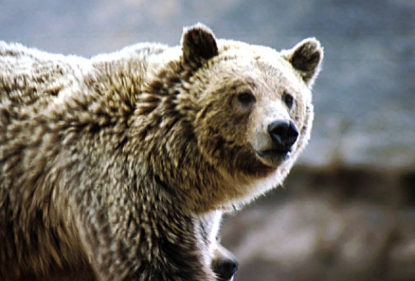 Grizzly Bär im Yellowstone Nationalpark, dts Nachrichtenagentur
