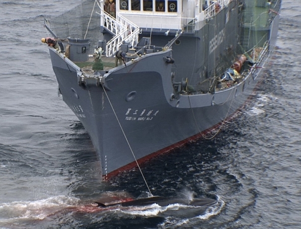 Japanisches Schiff beim Walfang, Sea Shepherd, über dts Nachrichtenagentur