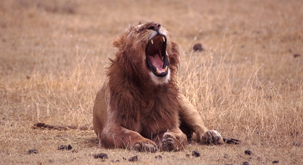 Löwe in Tansania, dts Nachrichtenagentur