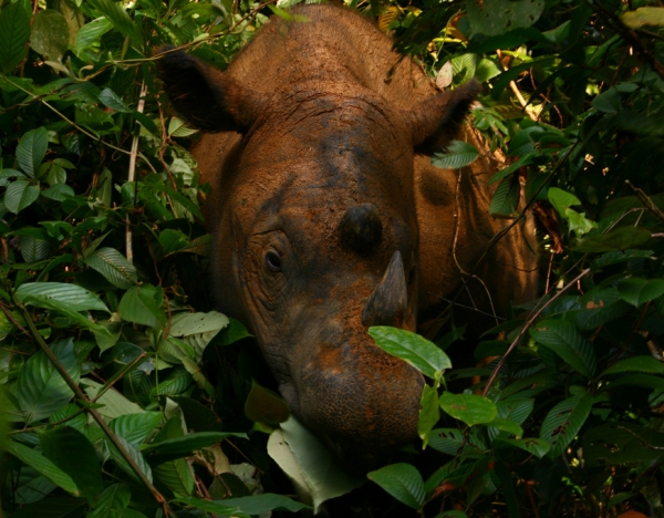 Sumatra-Nashorn, Willem v Strien, Lizenz: dts-news.de/cc-by