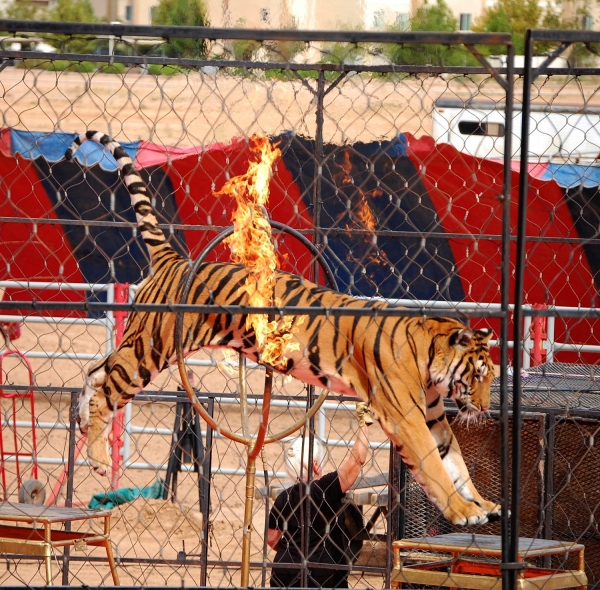 Zirkus-Tiger, Candie_N, Lizenz: dts-news.de/cc-by