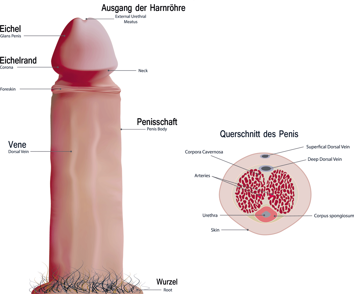 Schwänze normale Penisgröße: Was