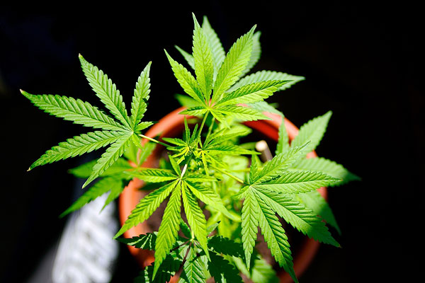 Cannabis Pflanze 