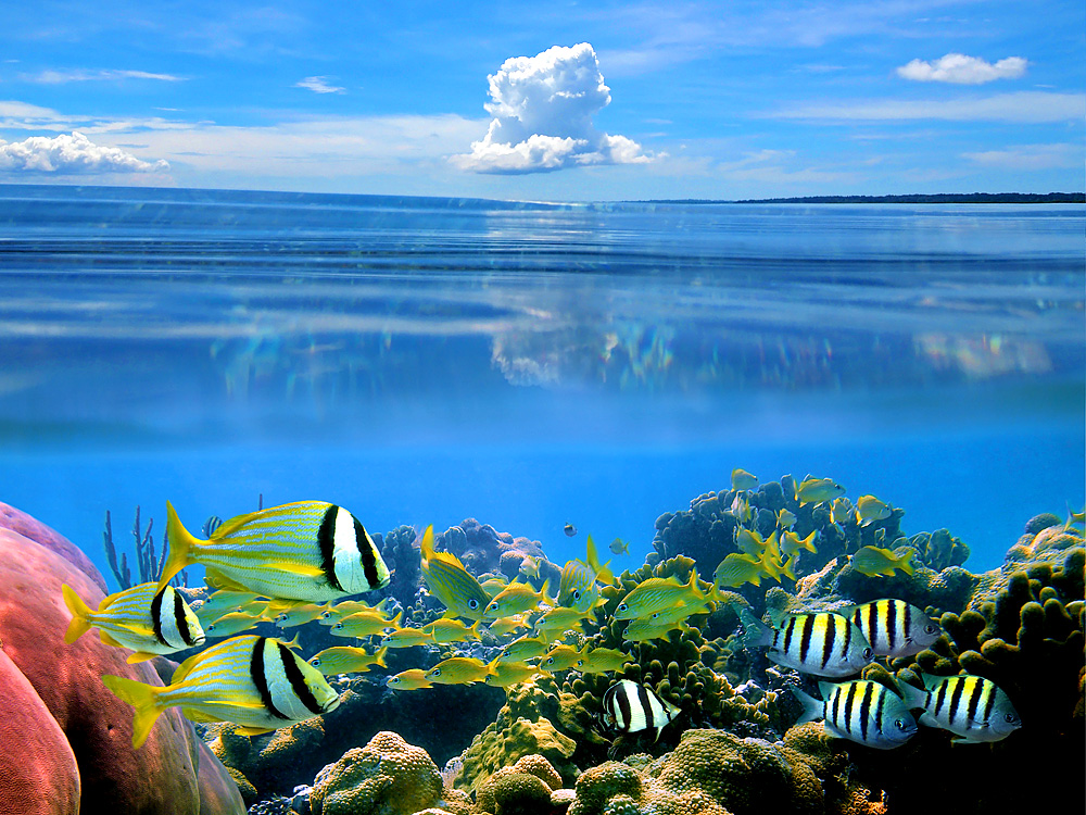 Wasserwelt in Costa Rica (Foto: vilainecrevette | iStockphoto | Thinkstock)