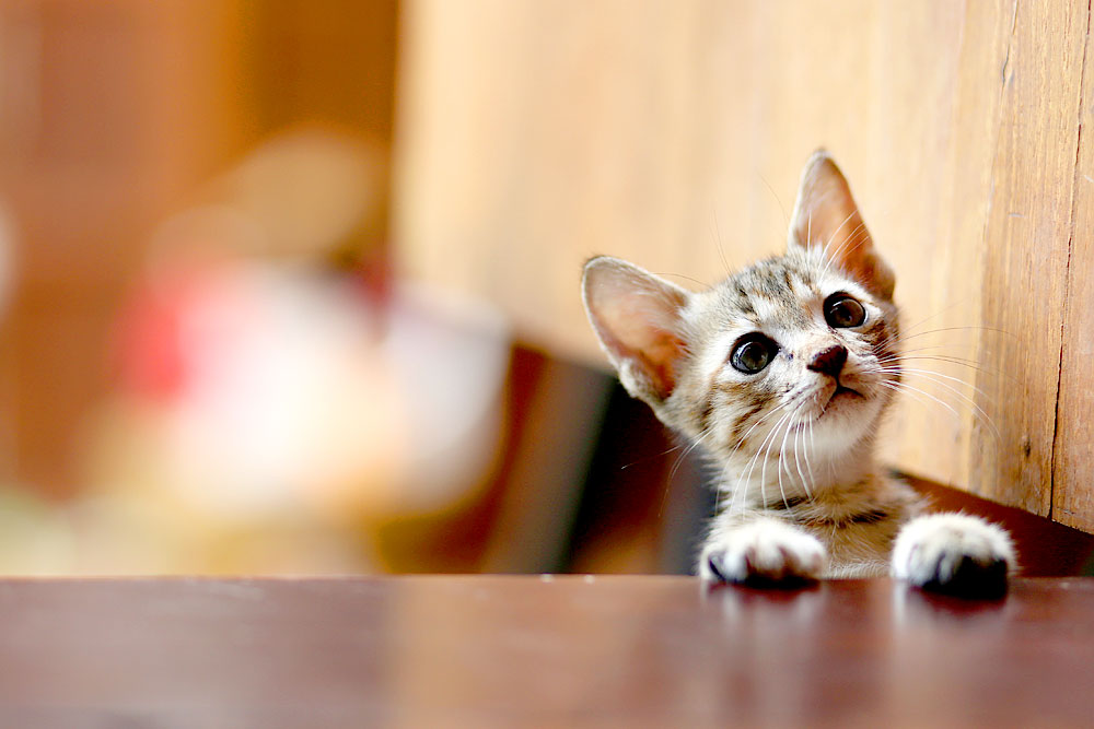 Süßes Kätzchen guckt neugierig über Tischkante