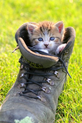 Katzen Bilder & Fotos - die süßesten Katzenbilder der Welt