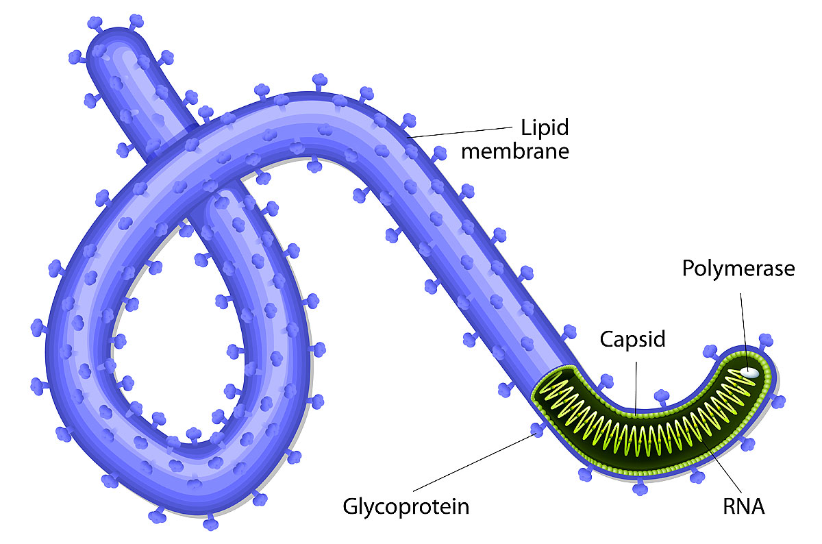 Schematische Darstellung des Ebola-Virus 