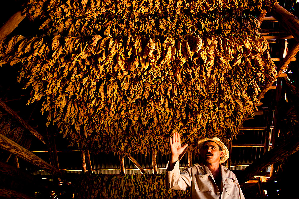 Tabak-Bauer mit seiner Ernte 