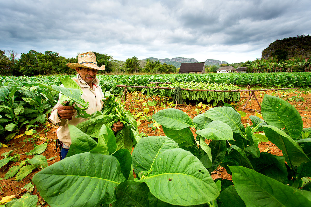 Ein Tabakbauer bei der Ernte in Vinales, Kuba 