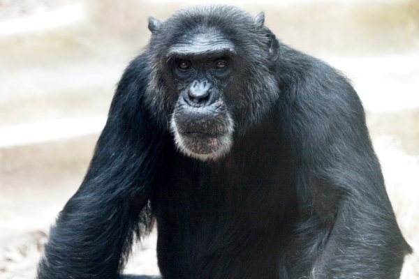 Schimpanse, über dts Nachrichtenagentur