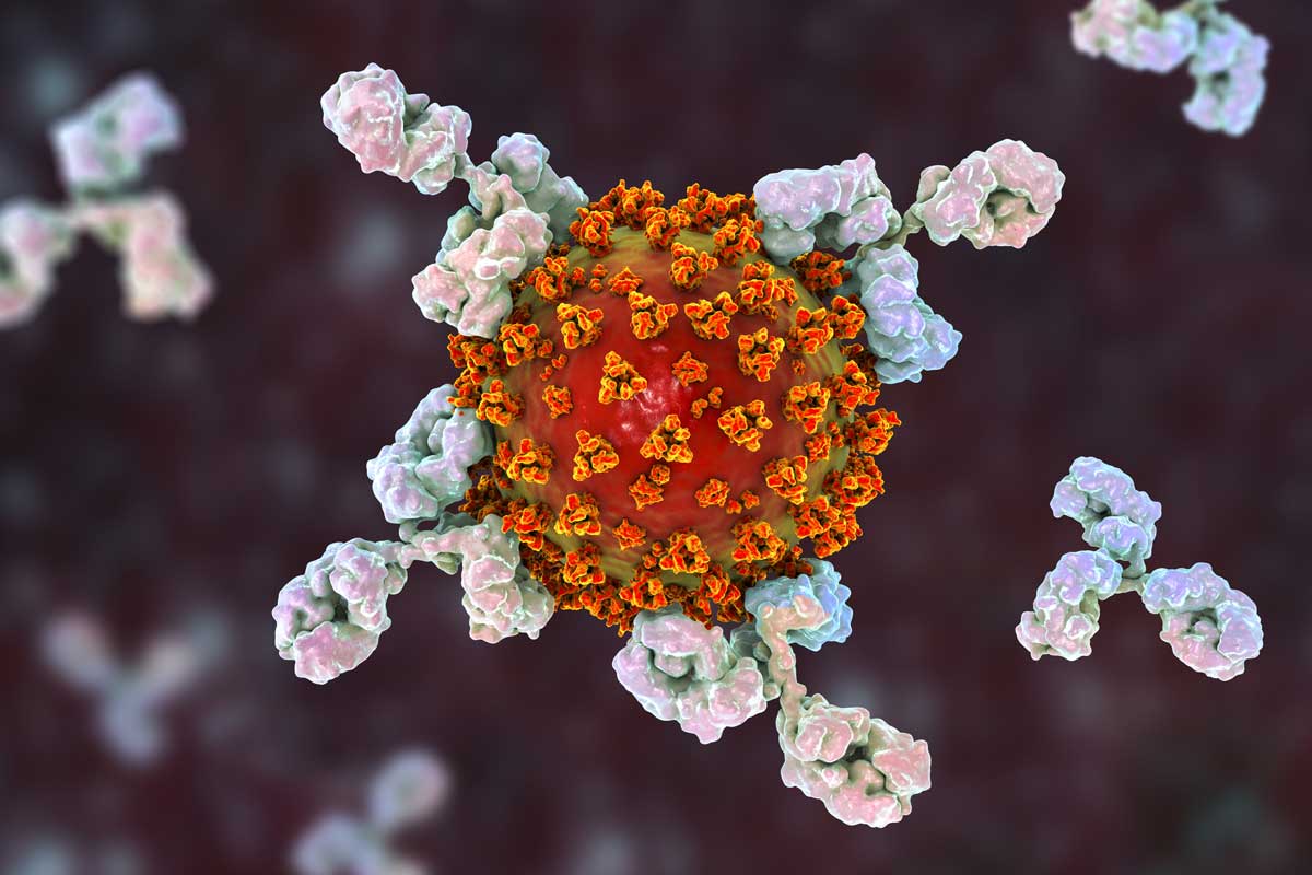 Antikörper binden an Corona-Virus