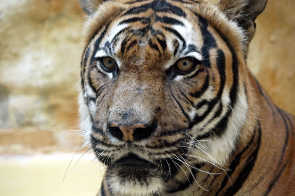 Malaysia-Tiger, über dts Nachrichtenagentur