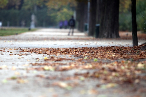 Herbstblätter in einem Park, über dts Nachrichtenagentur