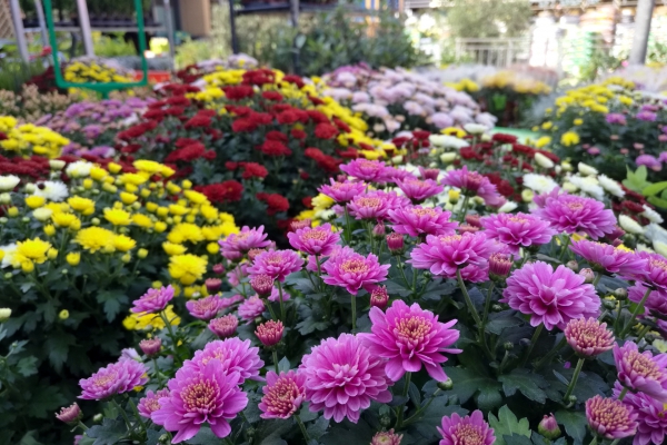 Blumen im Gartenfachgeschäft, über dts Nachrichtenagentur