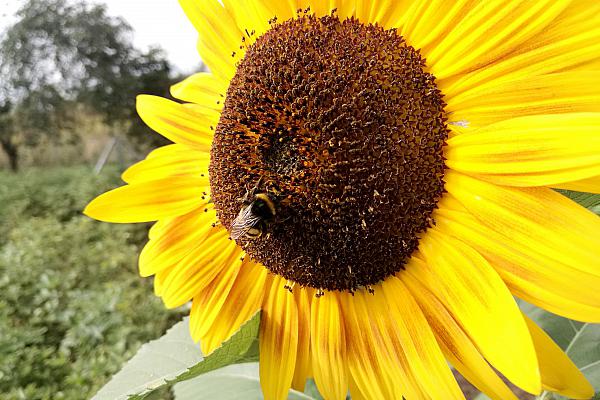 Hummel bestäubt Sonnenblume, über dts Nachrichtenagentur