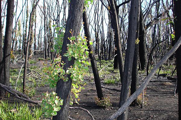 Australischer Busch nach einem Brand, über dts Nachrichtenagentur
