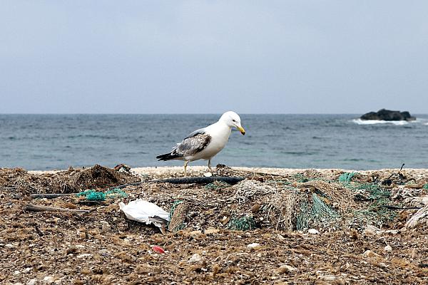 Möwe auf einem Müllhaufen am Meer, über dts Nachrichtenagentur
