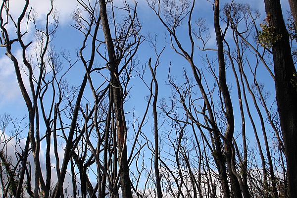 Australischer Busch nach einem Brand (Archiv), über dts Nachrichtenagentur