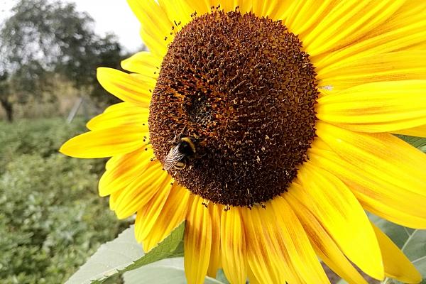 Hummel bestäubt Sonnenblume (Archiv), via dts Nachrichtenagentur
