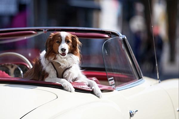 Hund in einem Oldtimer (Archiv), via dts Nachrichtenagentur