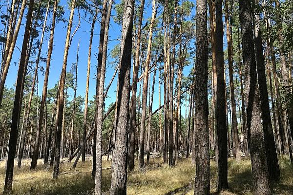 Wald (Archiv), via dts Nachrichtenagentur