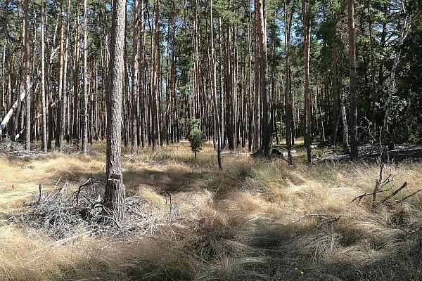Wald (Archiv), via dts Nachrichtenagentur