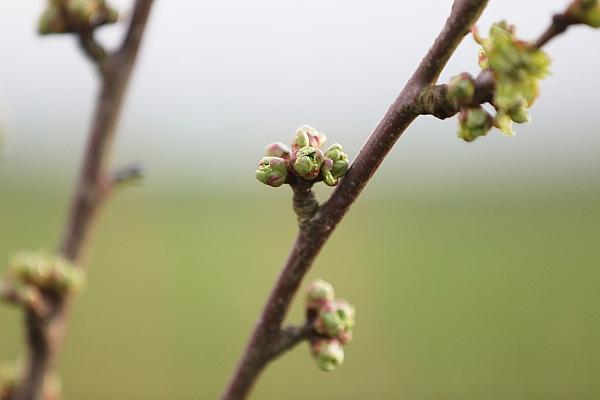 Knospen an einem Kirschbaum (Archiv), via dts Nachrichtenagentur