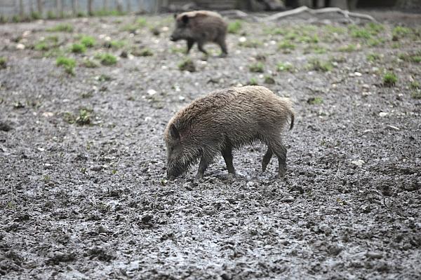 Wildschwein (Archiv), via dts Nachrichtenagentur