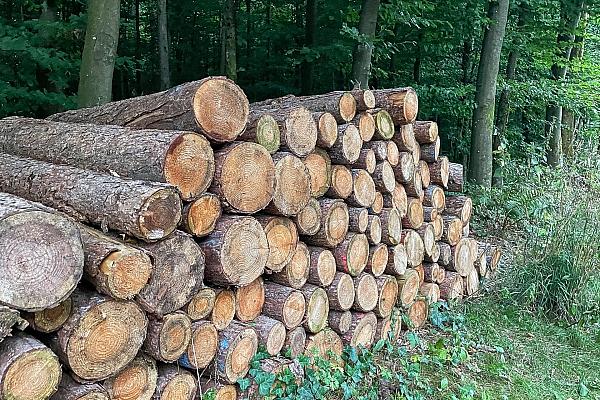 Holzstämme im Wald (Archiv), via dts Nachrichtenagentur